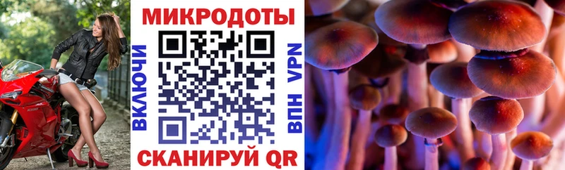 купить наркотики цена  Пугачёв  OMG как зайти  нарко площадка состав  Галлюциногенные грибы Psilocybine cubensis 